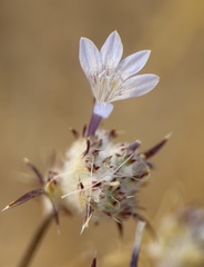 Eriastrum eremicum, photograph author not stated, no rights reserved