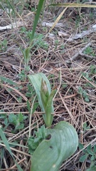 Himantoglossum comperianum