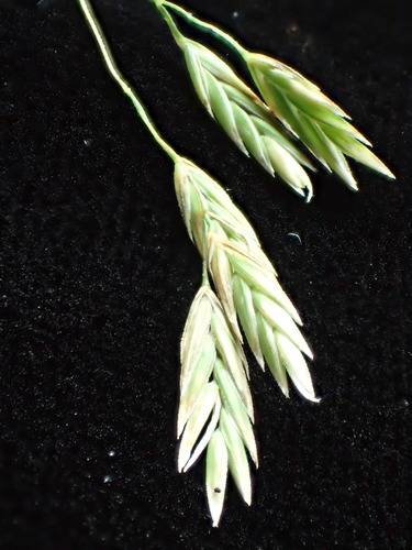 Poa sandvicensis observed 2026-02-19