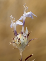 Eriastrum eremicum, photograph author not stated, no rights reserved