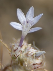 Eriastrum eremicum
