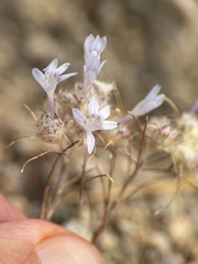 Eriastrum eremicum, photograph author not stated, no rights reserved