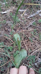 Himantoglossum comperianum