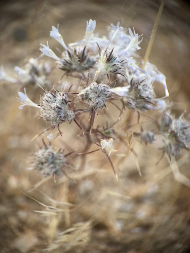 Eriastrum eremicum, photograph 5