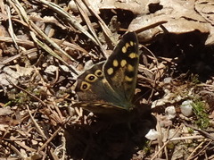 Pararge aegeria tircis