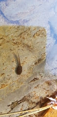 Rana huanrensis