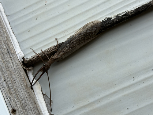 Eastern Dobsonfly