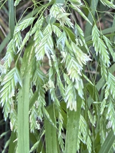 Poa sandvicensis observed 2026-01-29