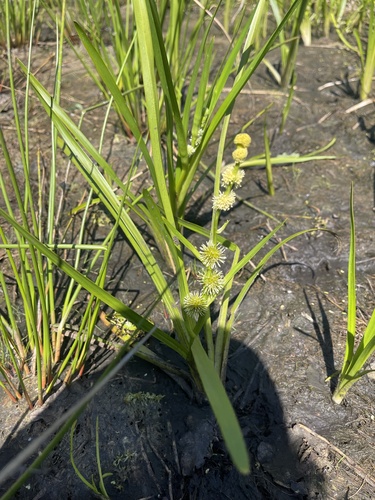unbranched bur-reed