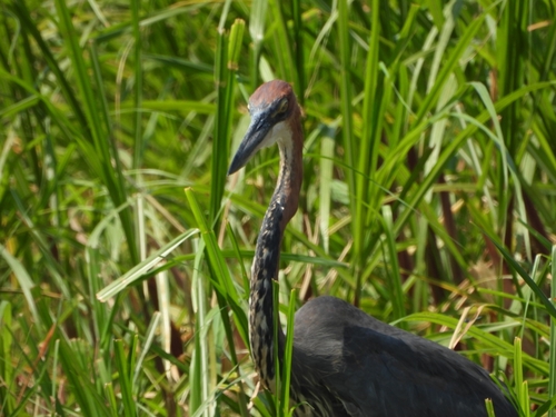 iNaturalist image