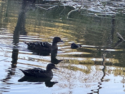 iNaturalist image
