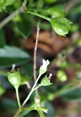 Oldenlandia biflora