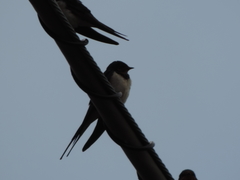 Hirundo rustica
