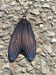 Gynautocera rubriscutellata