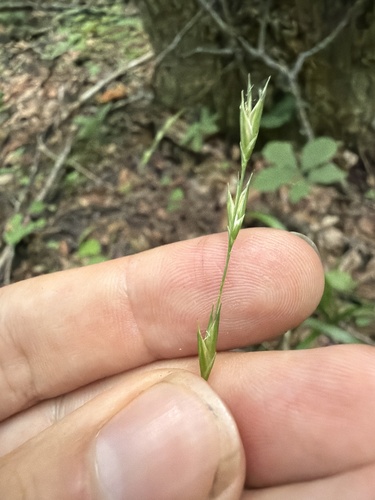 Diarrhena americana, photograph 5
