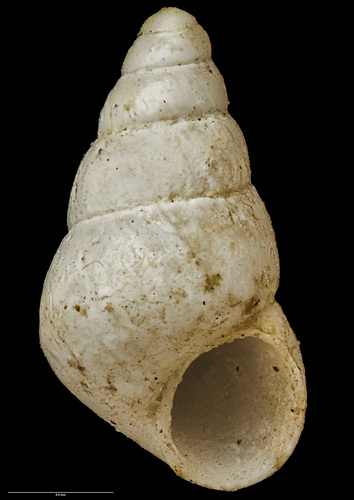 Eatoniella roseola image