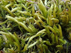 Cirriphyllum crassinervium