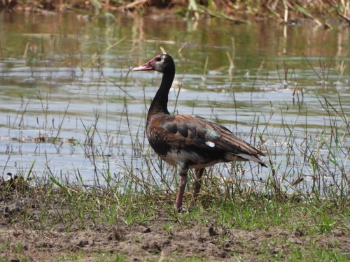 iNaturalist: (c) Freddie, some rights reserved (CC BY-NC), uploaded by Freddie iNaturalist image