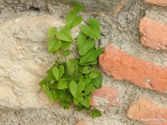 Aristolochia baetica