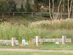 Eucalyptus cladocalyx