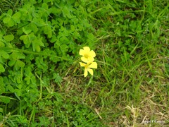 Oxalis pes-caprae