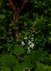 Plectranthus swynnertonii