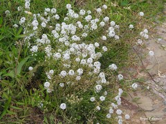 Lobularia maritima