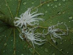 Icerya aegyptiaca