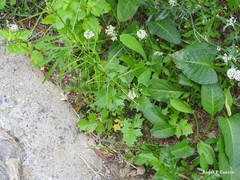 Sisymbrium orientale