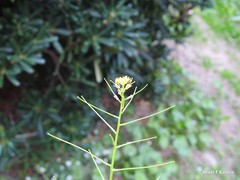 Sisymbrium orientale