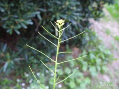 Sisymbrium orientale