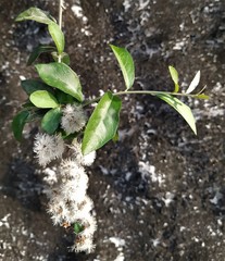 Decaneuropsis gratiosa