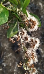 Decaneuropsis gratiosa