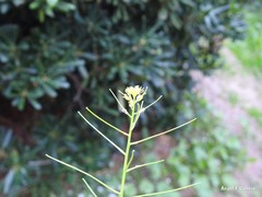 Sisymbrium orientale