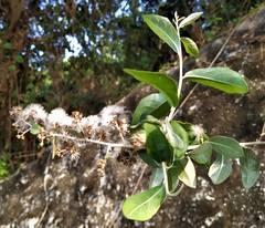 Decaneuropsis gratiosa