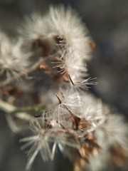 Decaneuropsis gratiosa