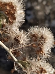 Decaneuropsis gratiosa