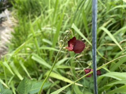 Macroptilium lathyroides observed 2026-07-15