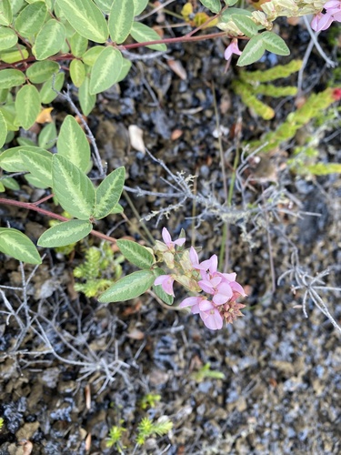 Desmodium uncinatum observed 2026-07-15