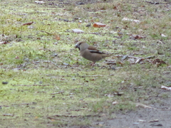 Coccothraustes coccothraustes
