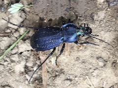 Carabus monilis