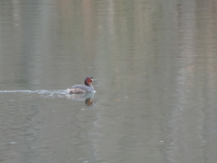 Tachybaptus ruficollis