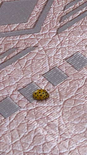 22-spot Ladybird