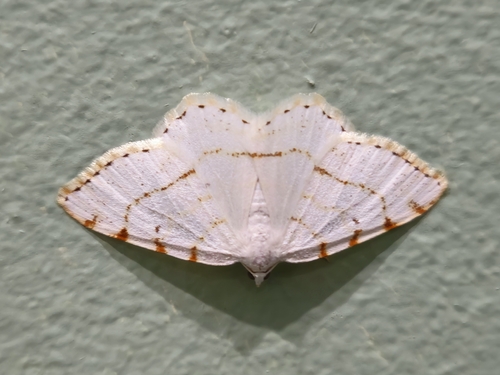 Lesser Maple Spanworm Moth