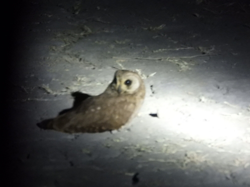 iNaturalist image