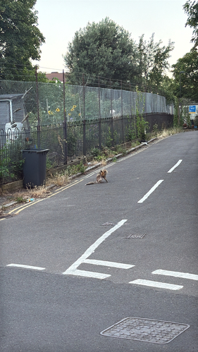 Red Fox