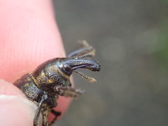 Liparus germanus