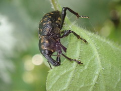 Liparus germanus