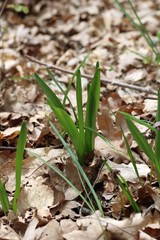 Colchicum umbrosum