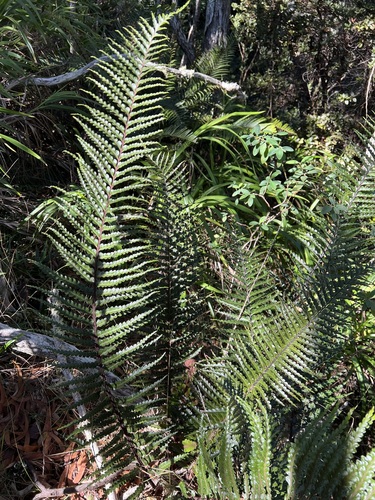 Asplenium horridum observed 2022-12-01